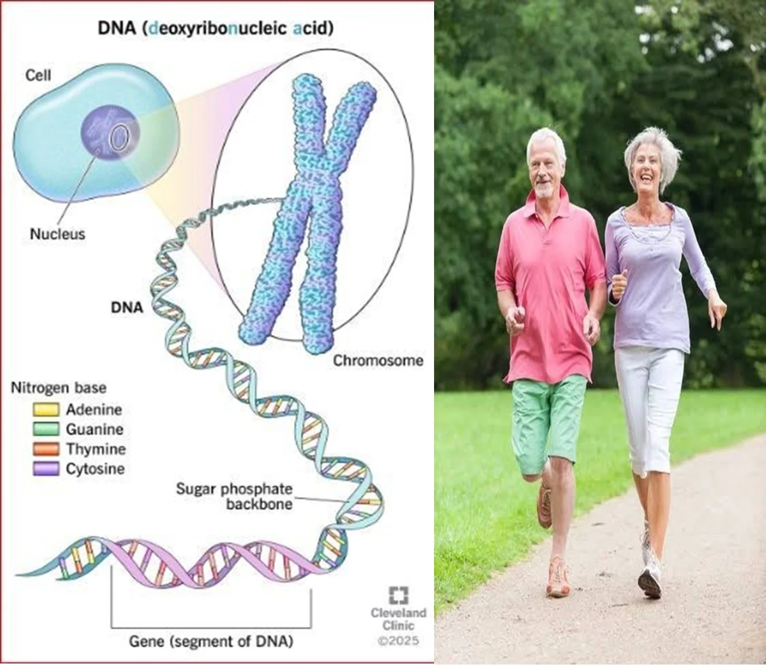DNA education and active mature adults