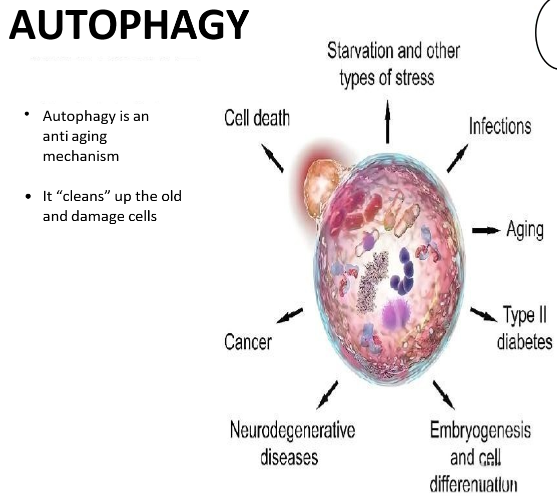 Educational autophagy diagram showing cellular stress and clean-up pathways