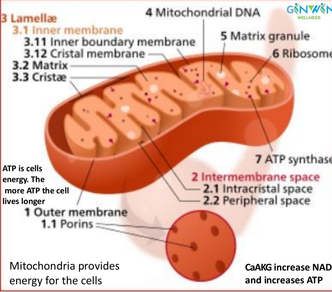 Mitochondria, NAD plus and ATP cellular energy diagram