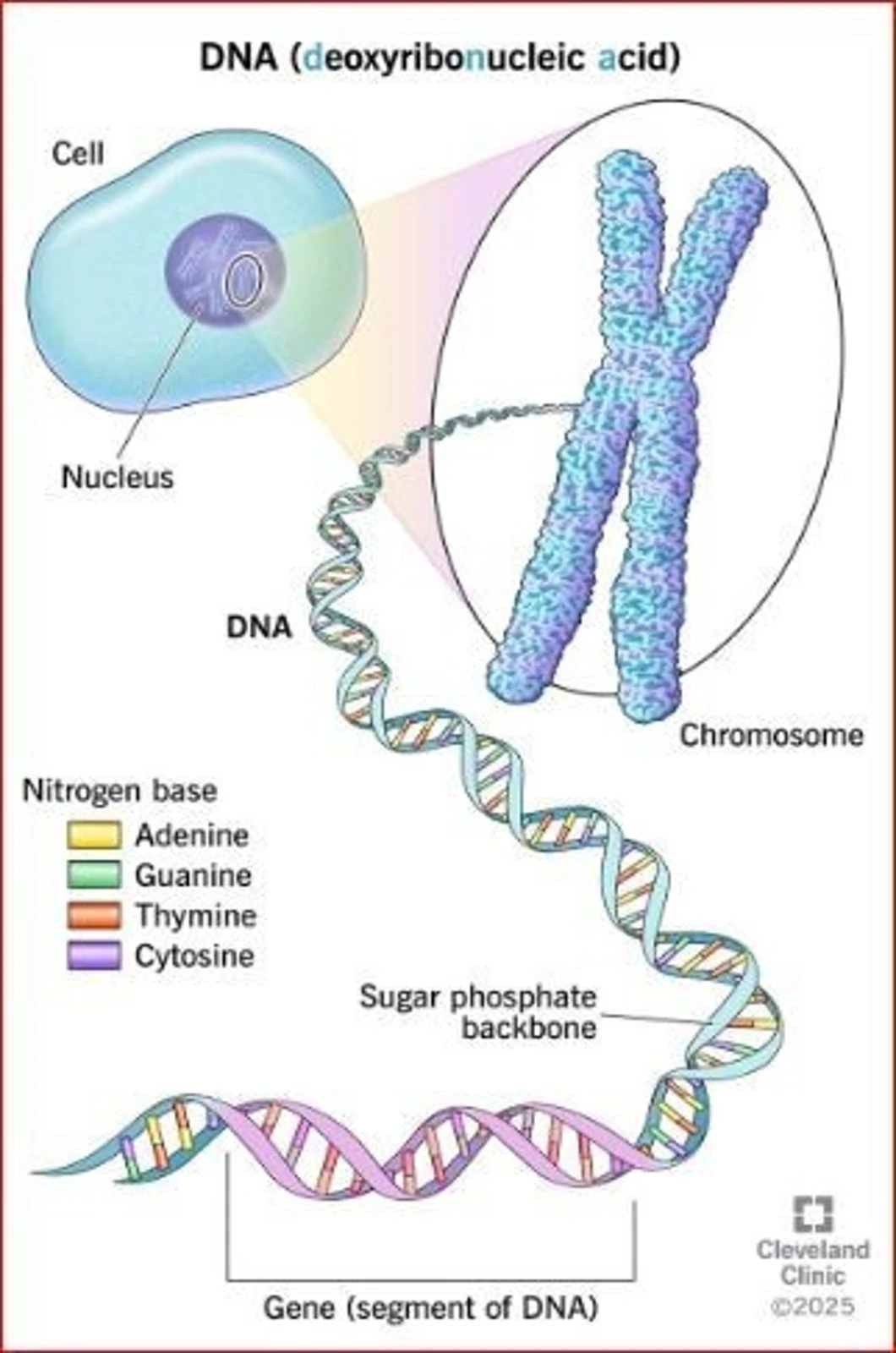 Cell, nucleus, chromosome, DNA and gene educational diagram
