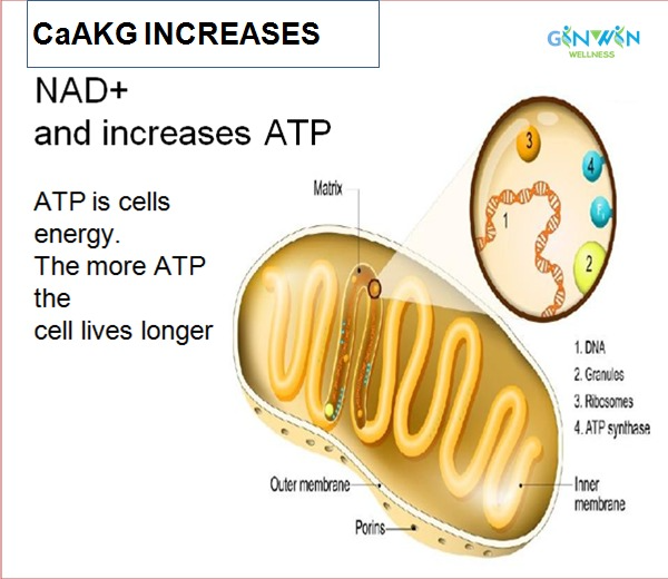 SIRT1 to SIRT7 longevity proteins educational visual