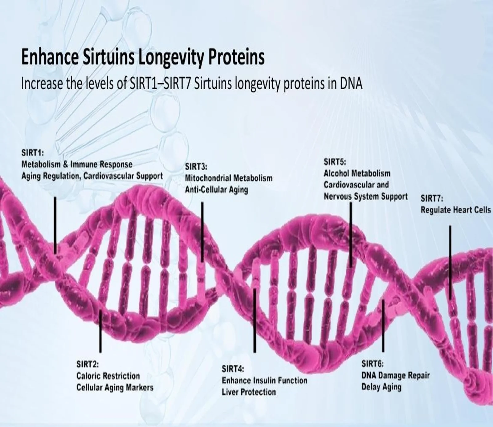 SIRT1 to SIRT7 longevity protein pathways